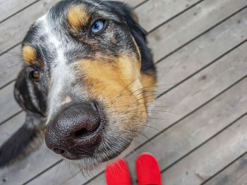 Close-up portrait of dog