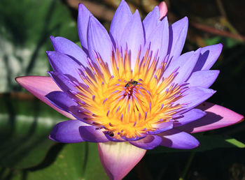 Close-up of purple water lily