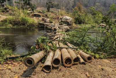 Stone wall by river amidst trees in forest