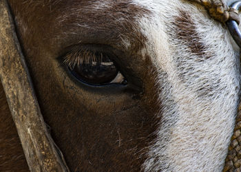 Close-up of horse eye