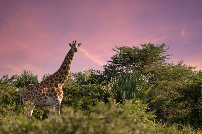 Baringo giraffe, giraffa camelopardalis, murchison falls national park, uganda