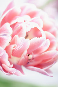 Close-up of pink rose