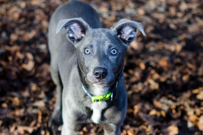 Close-up portrait of dog