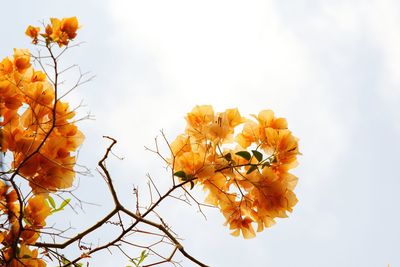 Low angle view of flowering plant against orange sky