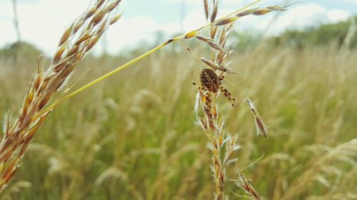 Close-up of spider against blurred field