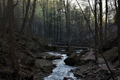 River stream amidst trees in forest