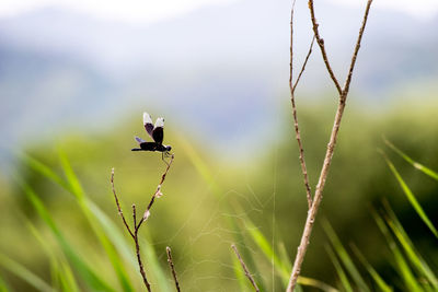 Insect and spider web on dried plant