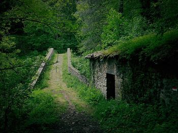 View of trees in forest