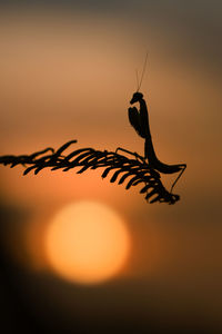 Close-up of silhouette plant against sky during sunset