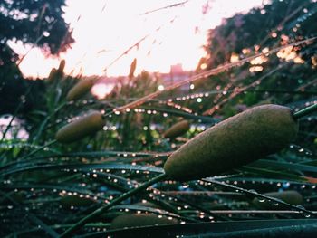 Close-up of fresh green plants against blurred background