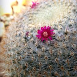 Close-up of cactus plant