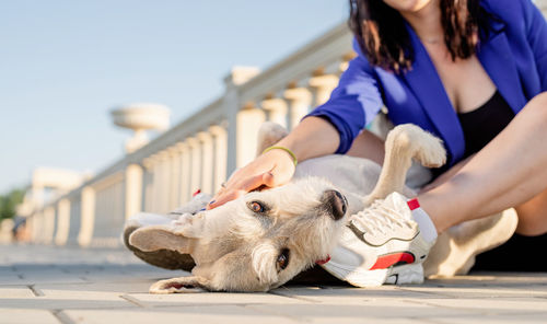 Midsection of a dog