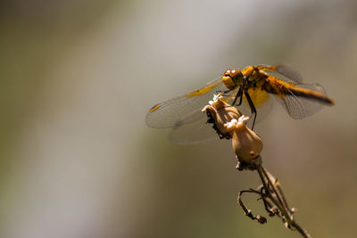 Close-up of insect