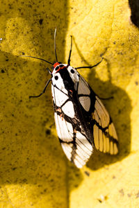 Close-up of butterfly on plant