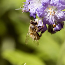 Close-up of bee on flower