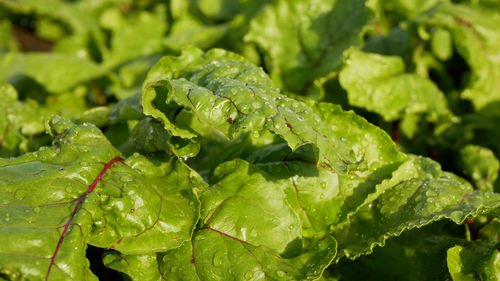 Close-up of fresh green leaves