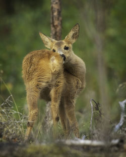 Roe deer kid standing on field