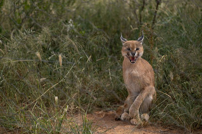 Caracal against plants in namibia