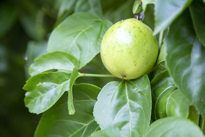 Close-up of lemon growing on tree