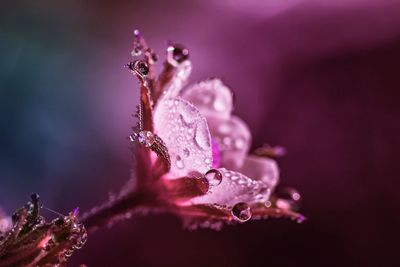 Close-up of raindrops on pink flower