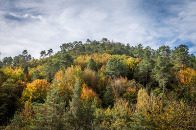 Pine trees in forest against sky during autumn