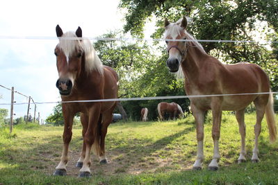 Horses standing in ranch
