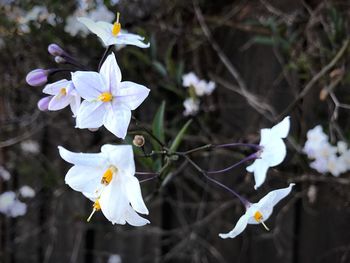 Close-up of flowers