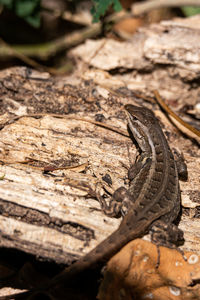 Close-up of lizard on rock