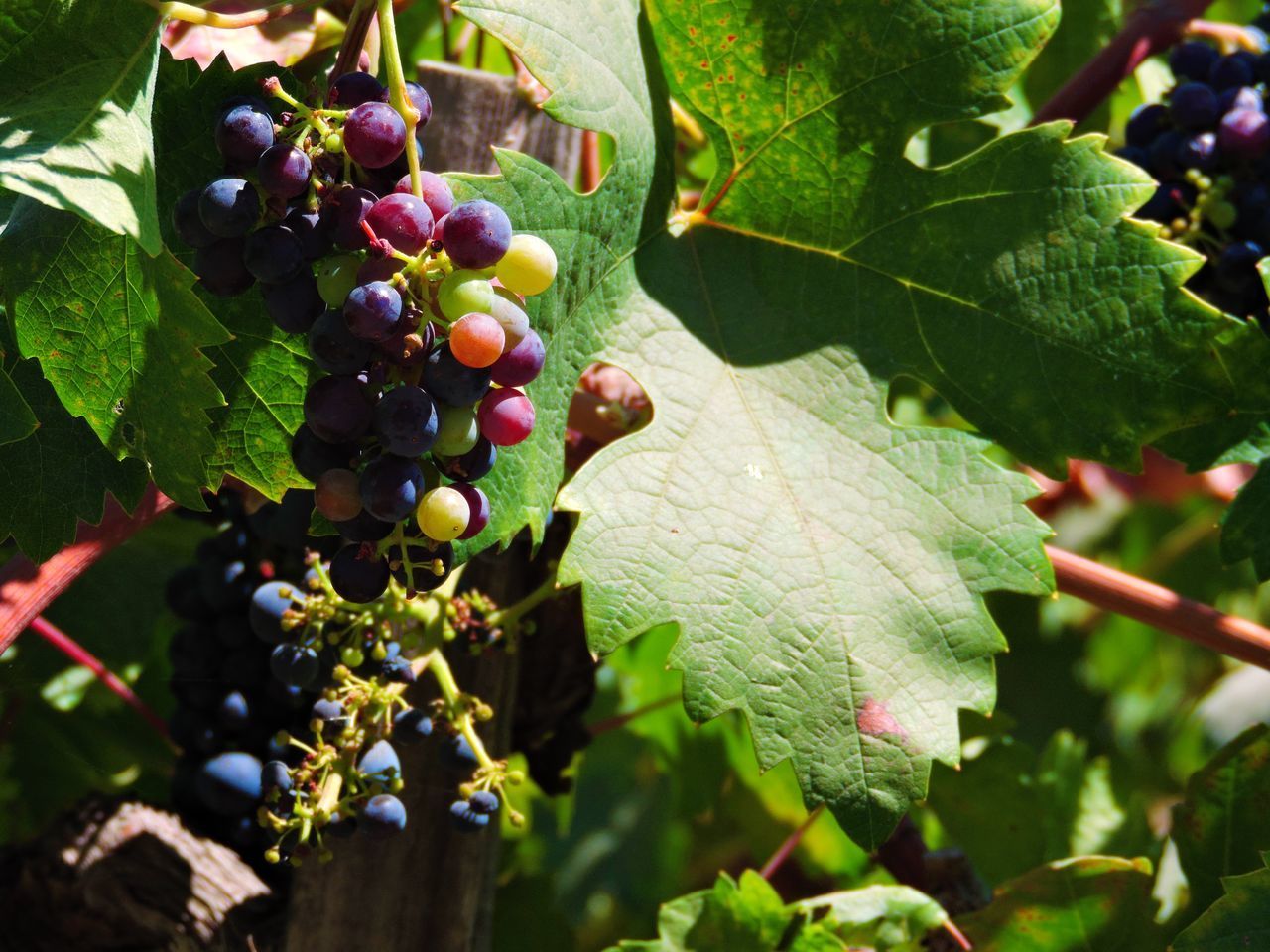 CLOSE-UP OF GRAPES GROWING IN FARM