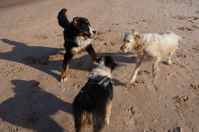 High angle view of dogs on beach