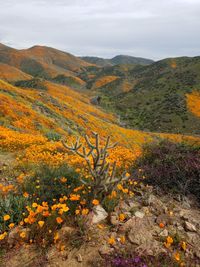 Scenic view of landscape against sky