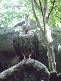 Low angle view of eagle perching on tree in forest