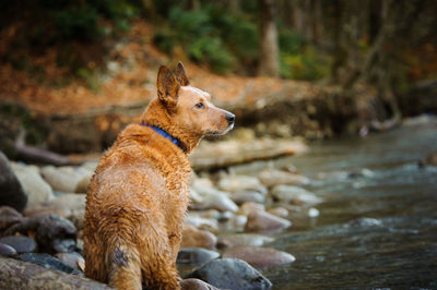 Dog on lakeshore