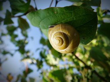 Close-up of snail on leaf
