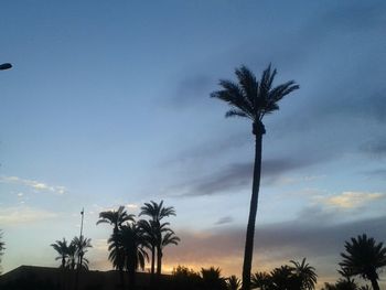 Low angle view of palm trees against cloudy sky