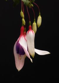 Close-up of flower over black background