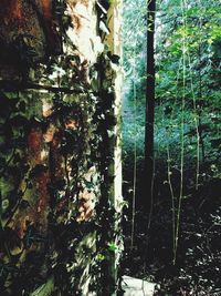 Close-up of ivy growing on tree trunk in forest