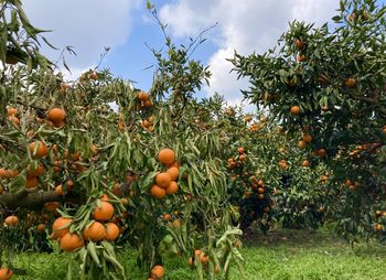 Fruits growing on tree against sky