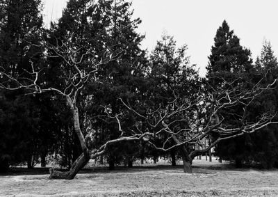 Trees in park against sky