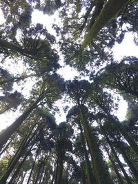 Low angle view of trees in forest against sky