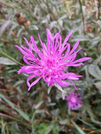 Close-up of flower blooming outdoors
