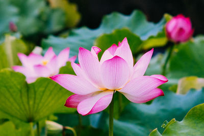 Close-up of pink water lily in pond