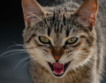 Close-up portrait of tabby cat