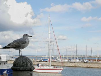 Seagull perching on a boat in sea