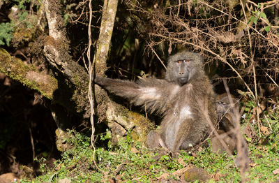 Lion sitting on tree trunk in forest