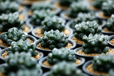 Close-up of succulent plant on table