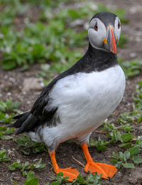 Close-up of a bird on field