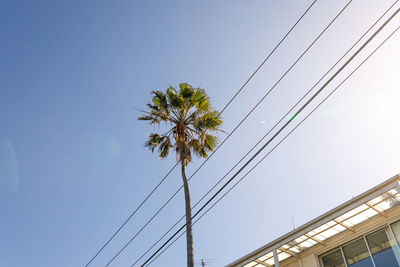 Low angle view of palm tree against clear sky