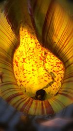 Close-up of yellow flower