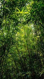 Full frame shot of bamboo trees in forest